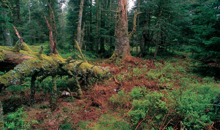 Les places de chant du grand tétras - La Salamandre