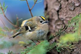 Roitelet huppé / © Alain Saunier