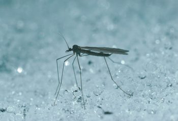 insecte sur la neige