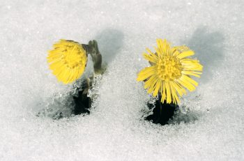 tussilage sur la neige