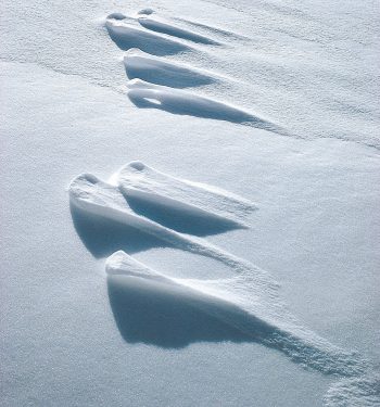 traces de lièvre dans la neige