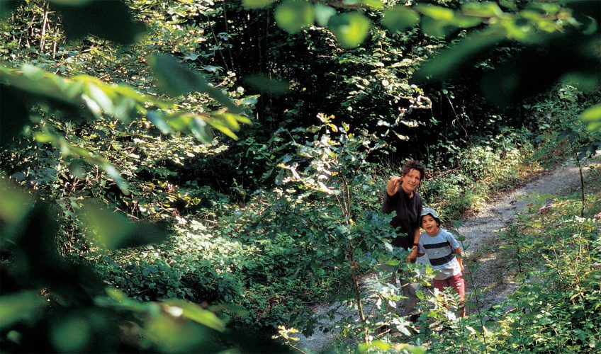 Tête en l’air à la recherche de l'écureuil - La Salamandre