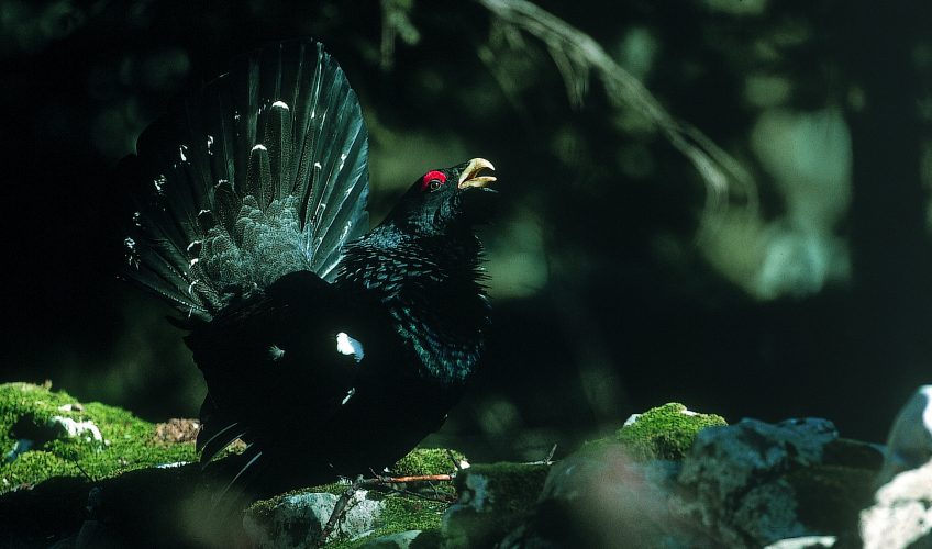 grand tétras grand tétras- grand coq de bruyère