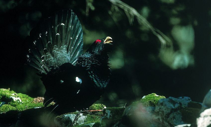 grand tétras  grand tétras- grand coq de bruyère