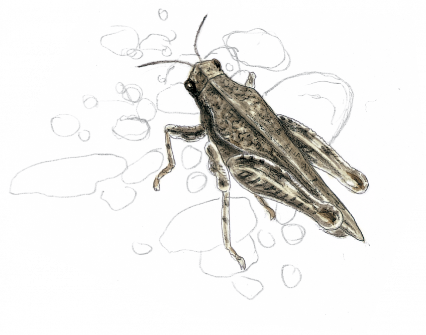 Tétrix grisâtre Tétrix grisâtre