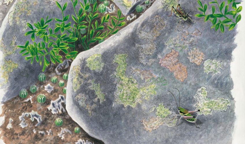 Les criquets des montagnes - La Salamandre