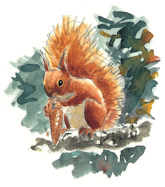 Le cycle de vie de l'écureuil - La Salamandre