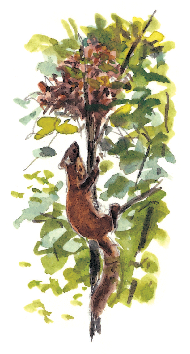 Le cycle de vie de l'écureuil - La Salamandre