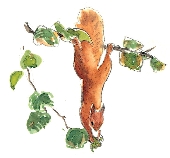 Le cycle de vie de l'écureuil - La Salamandre