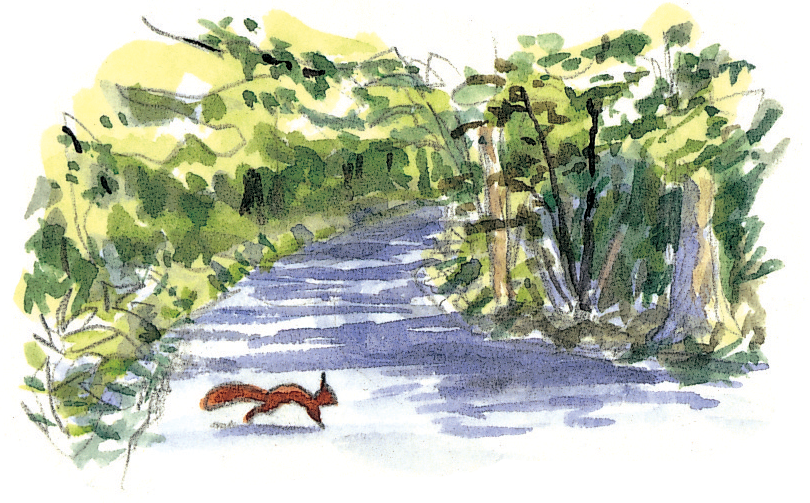 Le cycle de vie de l'écureuil - La Salamandre