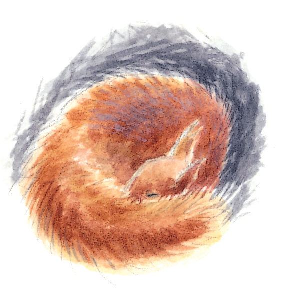 Le cycle de vie de l'écureuil - La Salamandre