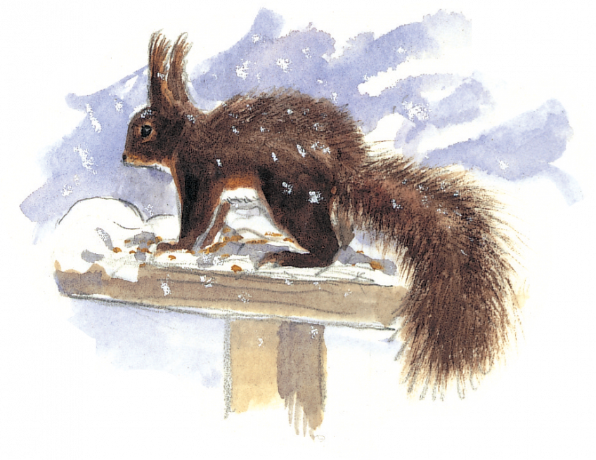 Le cycle de vie de l'écureuil - La Salamandre