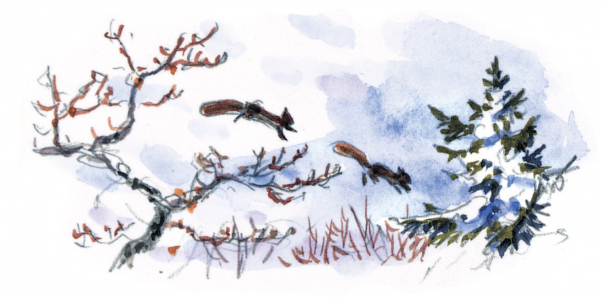 Le cycle de vie de l'écureuil - La Salamandre