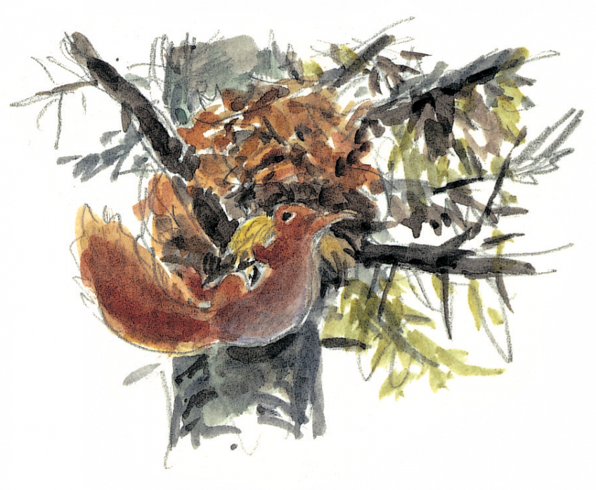 Le cycle de vie de l'écureuil - La Salamandre