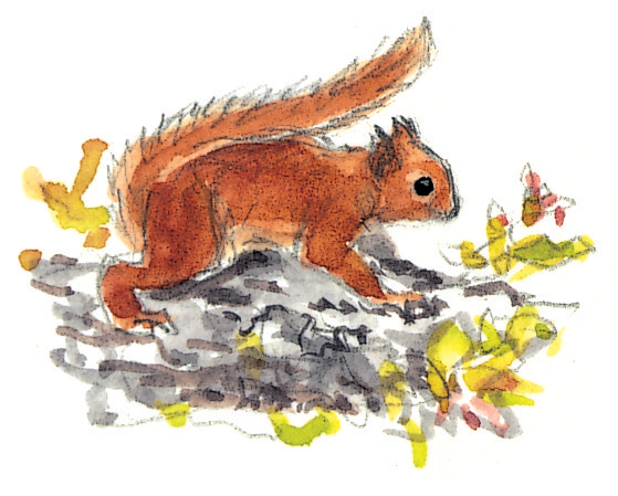 Le cycle de vie de l'écureuil - La Salamandre