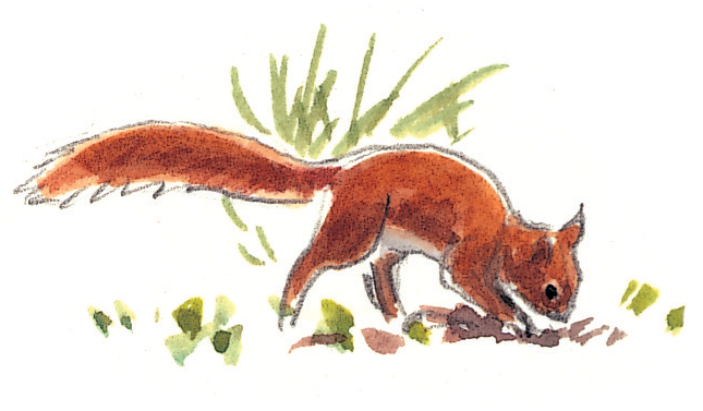 Le cycle de vie de l'écureuil - La Salamandre