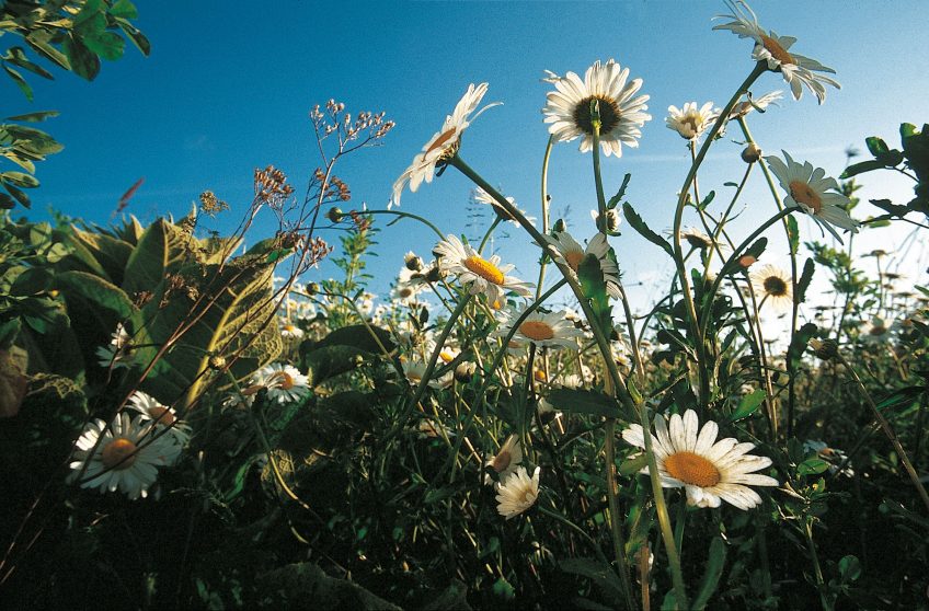 Pourquoi les criquets et sauterelles chantent en été - La Salamandre