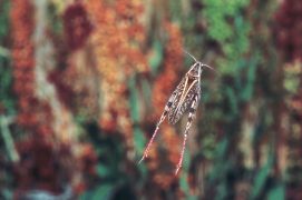 Voler permet à certains insectes musiciens de parcourir de grandes distances. Et ceux qui n’ont pas d’ailes peuvent sauter. / © Joël Héras