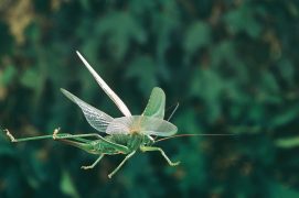Voler permet à certains insectes musiciens de parcourir de grandes distances. Et ceux qui n’ont pas d’ailes peuvent sauter. / © Joël Héras