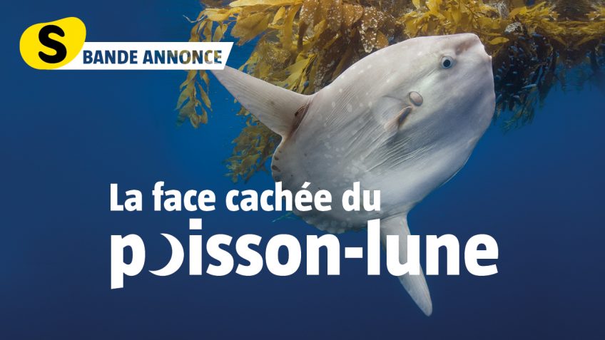 la face cachée du poisson-lune -Lune