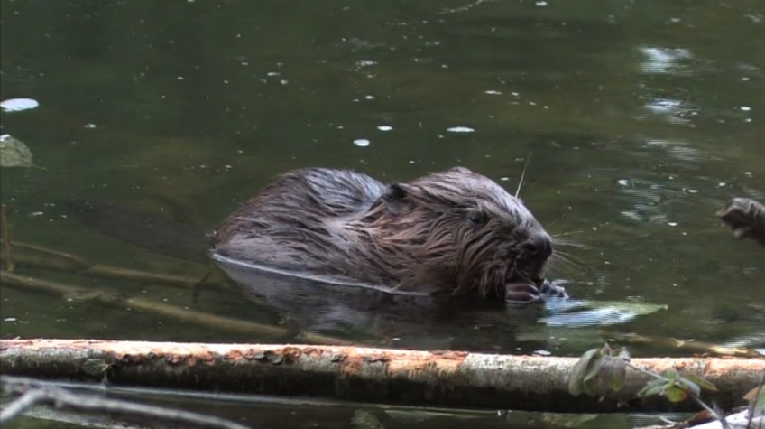 La réintroduction du castor en Suisse et en France -vidéo N°102 de la minute nature