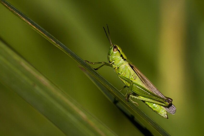 Criquet des clairières