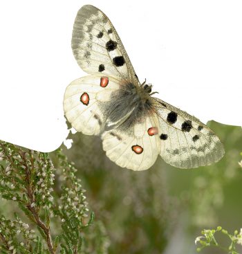 Apollon Balade dans les alpages de la vallée de la Clarée - La Salamandre