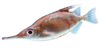 Bécasse de mer Bécasse de mer