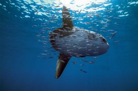 © Robert Harding PL / Stephen Wong / Biosphoto