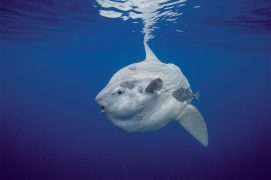 © Minden Pictures / Hiroya Minakuchi / Biosphoto