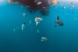 © Minden Pictures / Richard Herrmann / Biosphoto