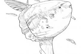 © Cyril Girard, editions-mediterraneus.fr