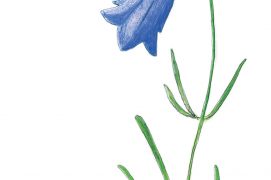 Campanule à feuilles rondes / © Jérôme Gremaud