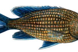 Castagnole / © Cyril Girard, editions-mediterraneus.fr