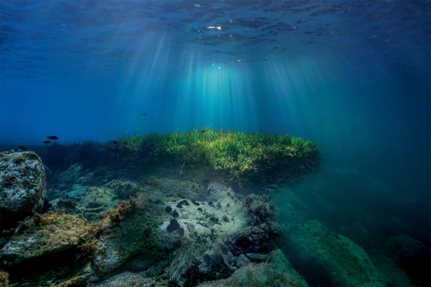 les poissons des côtes françaises - la Salamandre