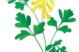 Corydale jaune  / © Jérôme Gremaud