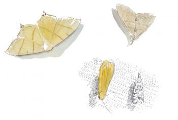 De gauche à doirte : Phalène du sureau, manteau jaune, herminie barbue papillon Phalène du sureau, manteau jaune, herminie barbue