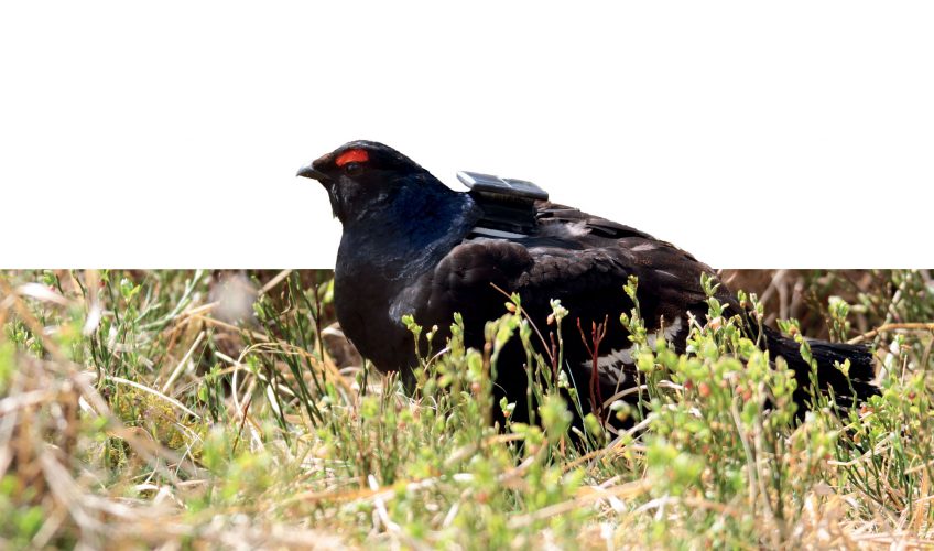 s lâchers de tétras lyre dans les Hautes-Fagnes en Belgique - La Salamandre