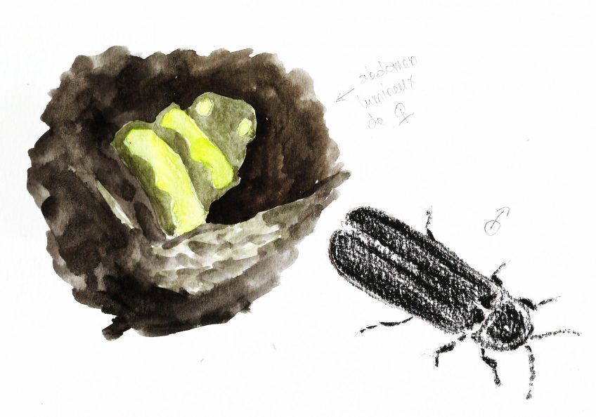 Le feu aux fesses du ver luisant - La Salamandre