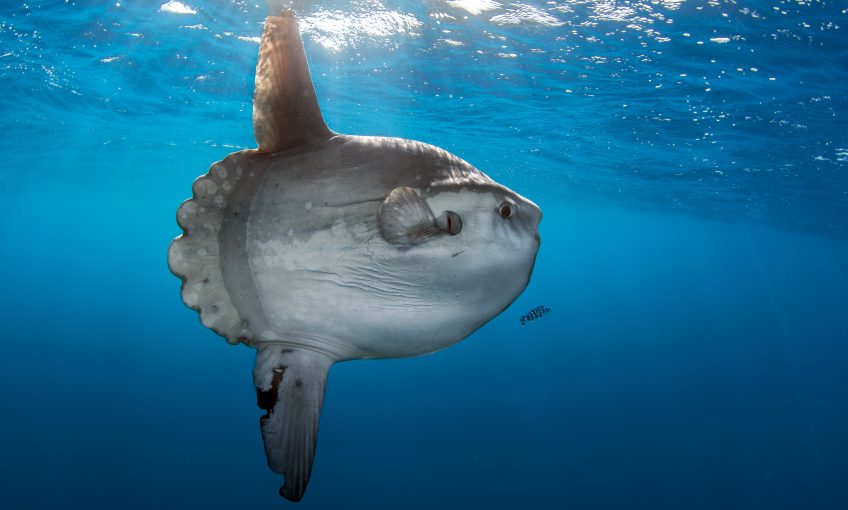 Dossier complet sur le poisson-lune