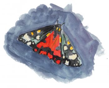 Ecaille marbrée papillon Ecaille marbrée