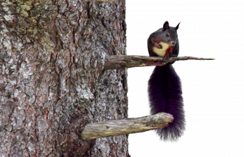 Ecureuil roux