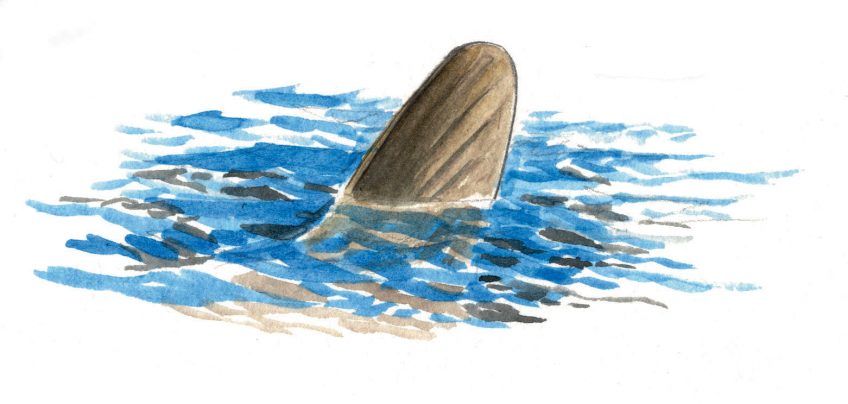 Aileron de poisson-lune à la surface de l'eau