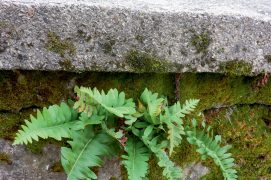 Regardez là où les autres ne regardent pas. Cherchez les fougères à l’ombre d’un muret.