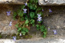 Le vent, ou l’eau de pluie ruisselante, a déposé ici une graine de pensée. Elle y a trouvé de bonnes conditions pour s’épanouir.