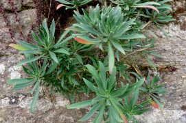 Les giroflées sont peu exigeantes. Leurs fleurs exhalent un parfum qui inonde la rue.