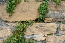 Très courante, la ruine-de-Rome est reconnaissable à ses fines fleurs violettes.