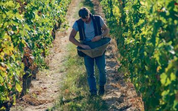 ensemencement d'une vigne avec des plantes sauvages