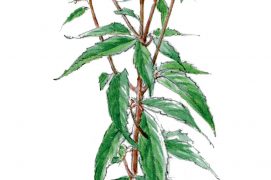 L’eupatoire chanvrine dresse ses bouquets de minuscules fleurs roses au-dessus de n’importe quel terrain mouillé, à l’ombre comme au soleil. Ses longues tiges souvent rougeâtres sont du plus bel effet. Sa floraison exerce un incroyable attrait sur les syrphes, ces drôles de mouches souvent déguisées en guêpes, et plus encore sur les papillons dont la ronde animera votre jardin. / © Claire Felloni