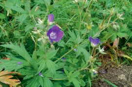 Géranium des bois / © Loïc Jeanbourquin
